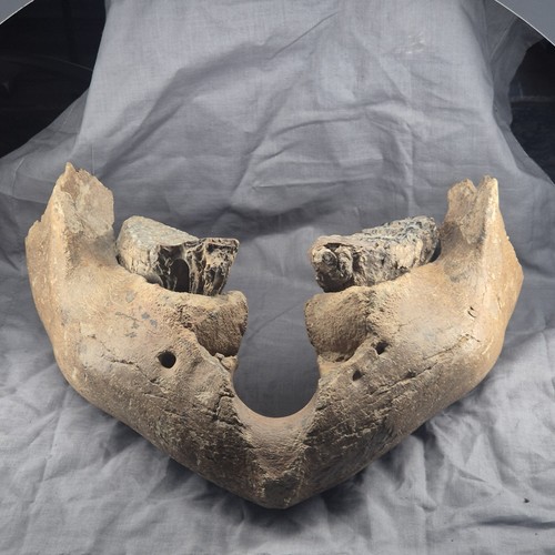 Ice age jaw bone - ice, juvenile