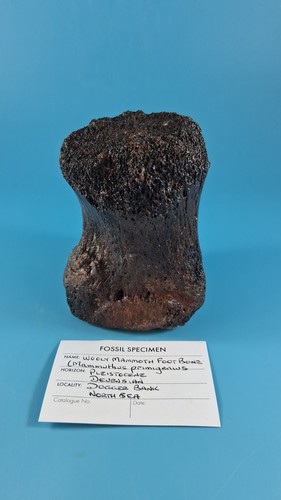 Whooly mammoth foot - whooly,