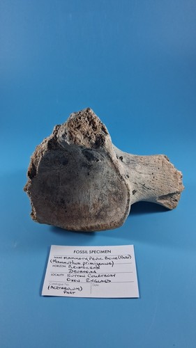 Mammoth pelvic fossil - pelvic,